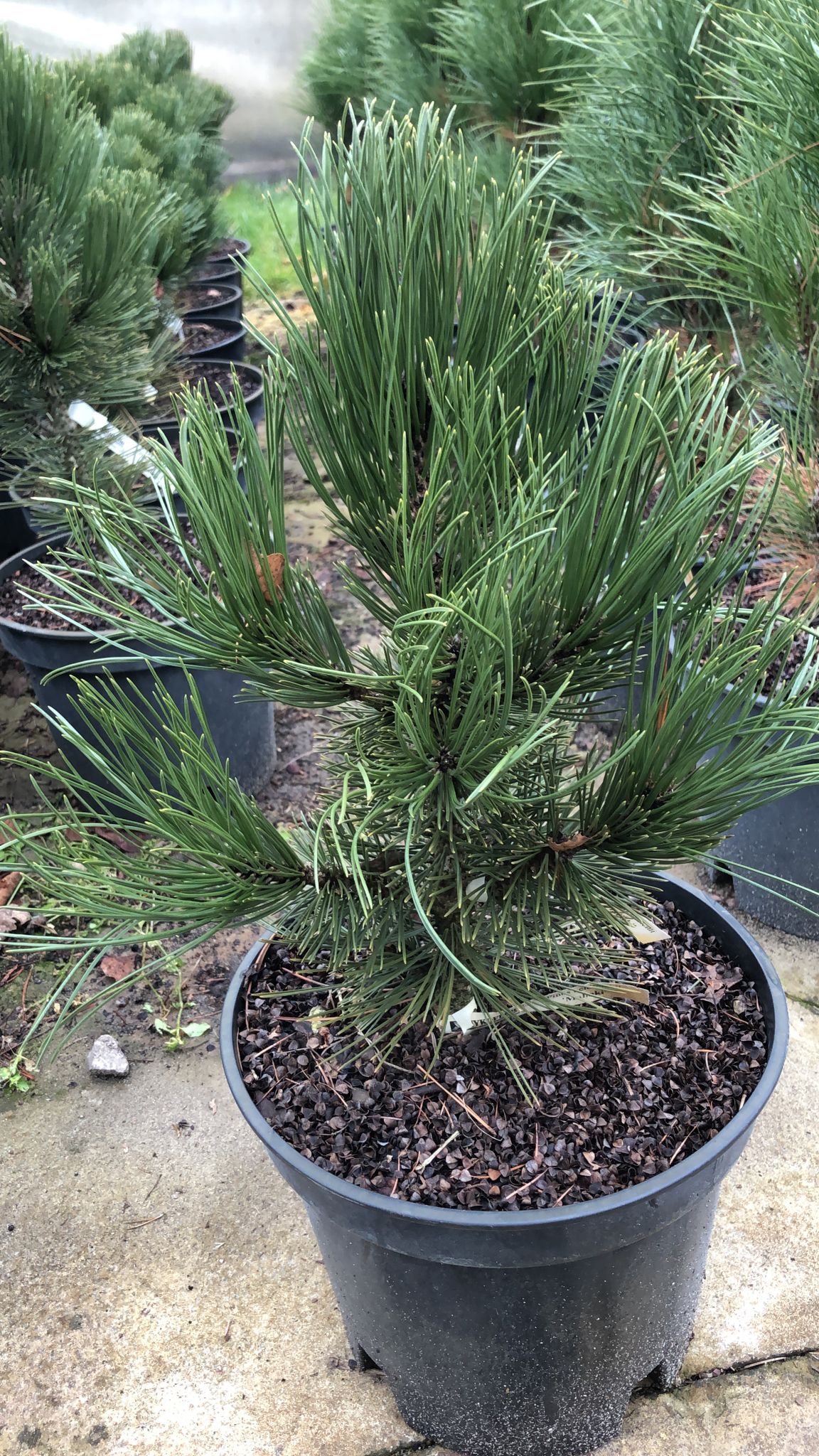 Сосна скрученная Малинки